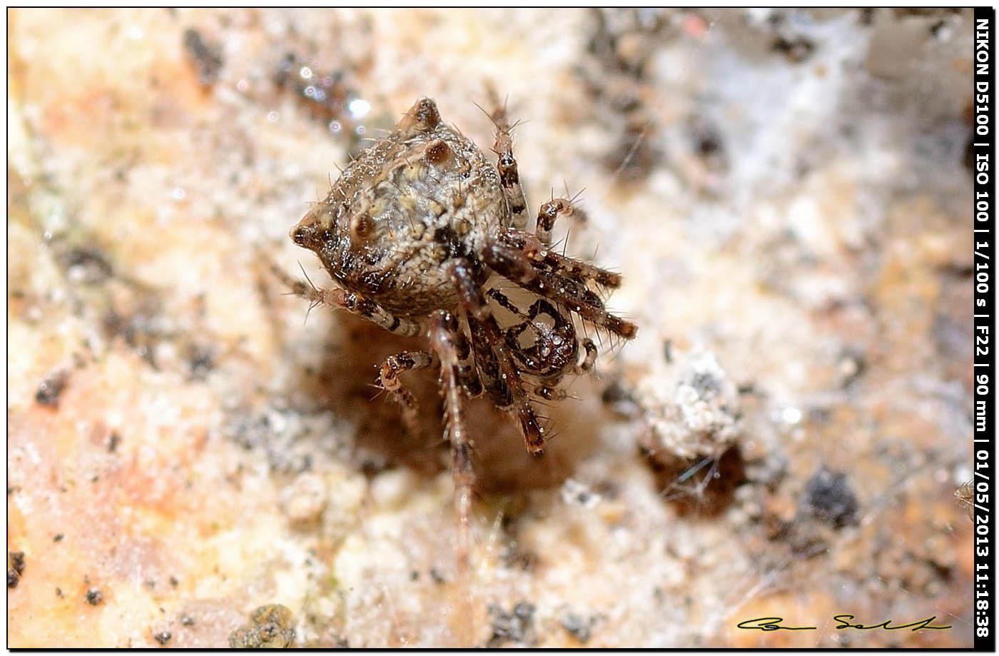 Mimetidae, Ero aphana - Caprera (OT)